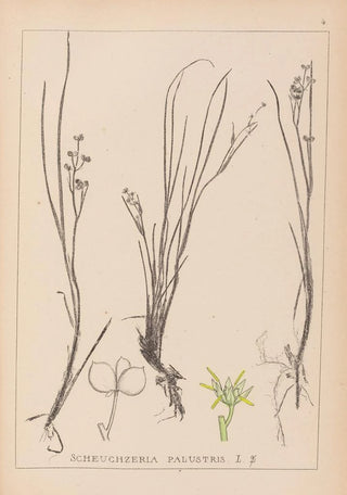 Louis Antoine Cusin - Herbier de la flore franaise Pl1067.webp