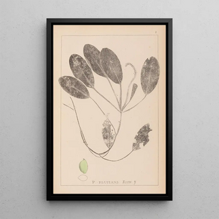 Louis Antoine Cusin - Herbier de la flore franaise Pl1069.webp