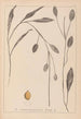 Herbier de la flore française Pl1070 - Louis Antoine Cusin — weergave van het kunstwerk