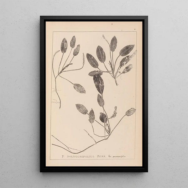 Louis Antoine Cusin - Herbier de la flore franaise Pl1071.webp