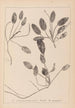 Herbier de la flore française Pl1071 - Louis Antoine Cusin — weergave van het kunstwerk