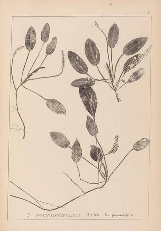 Louis Antoine Cusin - Herbier de la flore franaise Pl1071.webp