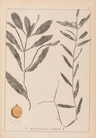 Louis Antoine Cusin - Herbier de la flore franaise Pl1072.webp