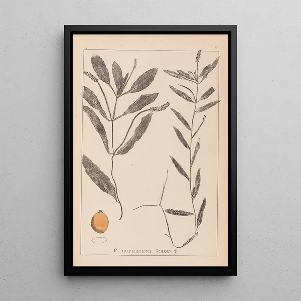 Louis Antoine Cusin - Herbier de la flore franaise Pl1072.webp