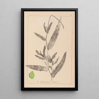 Louis Antoine Cusin - Herbier de la flore franaise Pl1078.webp
