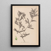 Herbier de la flore française Pl1080 - Louis Antoine Cusin — ingelijst kunstwerk aan de muur