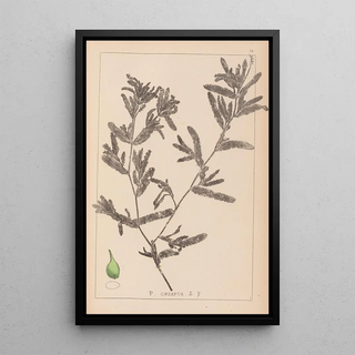 Louis Antoine Cusin - Herbier de la flore franaise Pl1080.webp