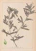 Herbier de la flore française Pl1080 - Louis Antoine Cusin — weergave van het kunstwerk