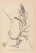 Herbier de la flore française Pl1083 - Louis Antoine Cusin — weergave van het kunstwerk