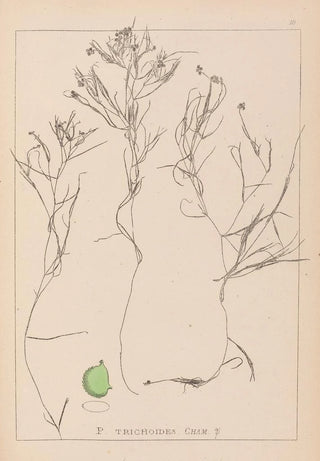 Louis Antoine Cusin - Herbier de la flore franaise Pl1085.webp