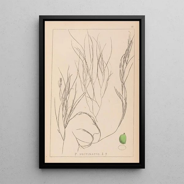 Louis Antoine Cusin - Herbier de la flore franaise Pl1086.webp