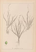 Herbier de la flore française Pl1087 - Louis Antoine Cusin — weergave van het kunstwerk