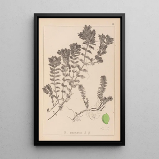 Louis Antoine Cusin - Herbier de la flore franaise Pl1088.webp