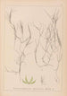 Herbier de la flore française Pl1090 - Louis Antoine Cusin — weergave van het kunstwerk