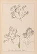 Herbier de la flore française Pl1093 - Louis Antoine Cusin — weergave van het kunstwerk
