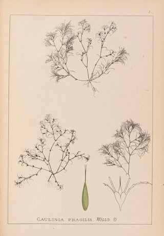 Louis Antoine Cusin - Herbier de la flore franaise Pl1093.webp