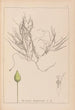Herbier de la flore française Pl1095 - Louis Antoine Cusin — weergave van het kunstwerk