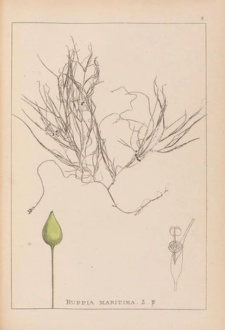 Louis Antoine Cusin - Herbier de la flore franaise Pl1095.webp