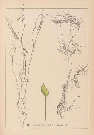 Louis Antoine Cusin - Herbier de la flore franaise Pl1096.webp