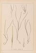 Herbier de la flore française Pl1099 - Louis Antoine Cusin — weergave van het kunstwerk