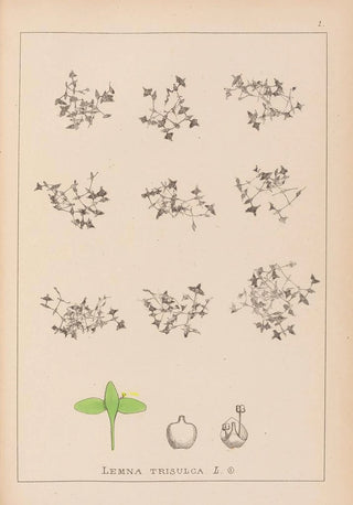 Louis Antoine Cusin - Herbier de la flore franaise Pl1100.webp