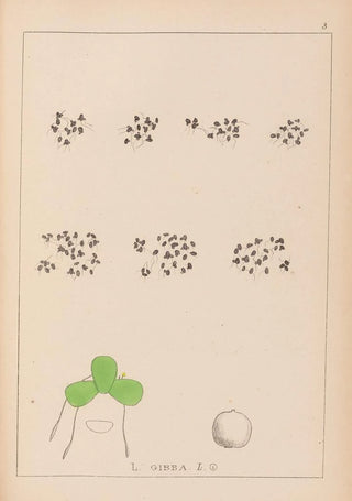 Louis Antoine Cusin - Herbier de la flore franaise Pl1102.webp