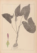 Herbier de la flore française Pl1106 - Louis Antoine Cusin — weergave van het kunstwerk