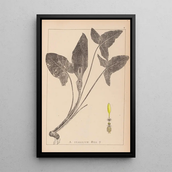 Louis Antoine Cusin - Herbier de la flore franaise Pl1107.webp