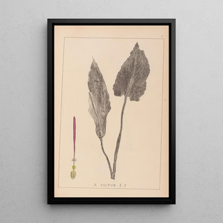 Louis Antoine Cusin - Herbier de la flore franaise Pl1108.webp
