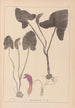 Herbier de la flore française Pl1109 - Louis Antoine Cusin — weergave van het kunstwerk