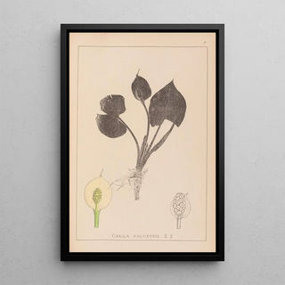 Louis Antoine Cusin - Herbier de la flore franaise Pl1110.webp