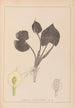 Herbier de la flore française Pl1110 - Louis Antoine Cusin — weergave van het kunstwerk