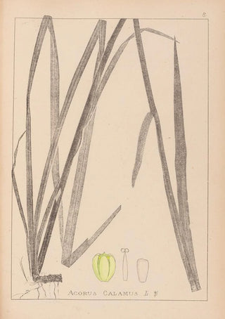 Louis Antoine Cusin - Herbier de la flore franaise Pl1111.webp