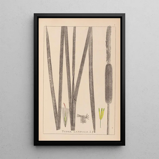 Louis Antoine Cusin - Herbier de la flore franaise Pl1112.webp