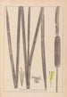 Herbier de la flore française Pl1112 - Louis Antoine Cusin — weergave van het kunstwerk
