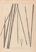 Herbier de la flore française Pl1114 - Louis Antoine Cusin — weergave van het kunstwerk