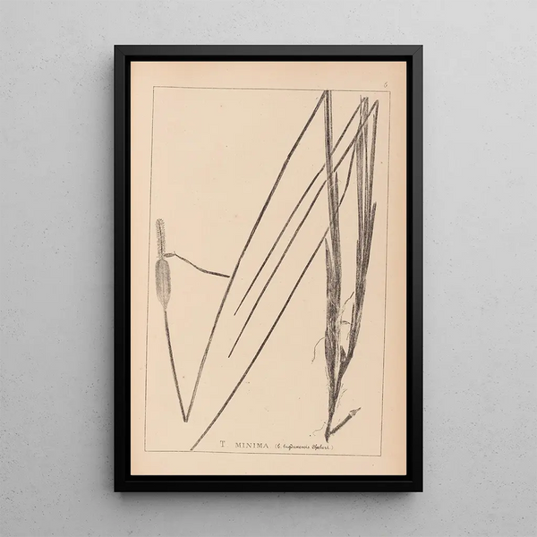 Louis Antoine Cusin - Herbier de la flore franaise Pl1115.webp