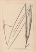 Herbier de la flore française Pl1115 - Louis Antoine Cusin — weergave van het kunstwerk