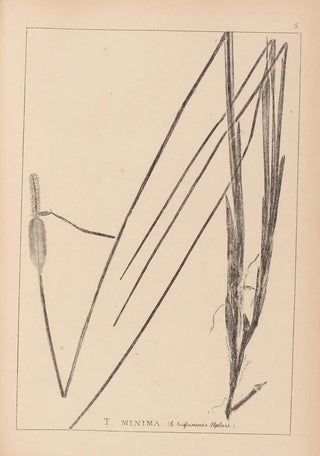 Louis Antoine Cusin - Herbier de la flore franaise Pl1115.webp