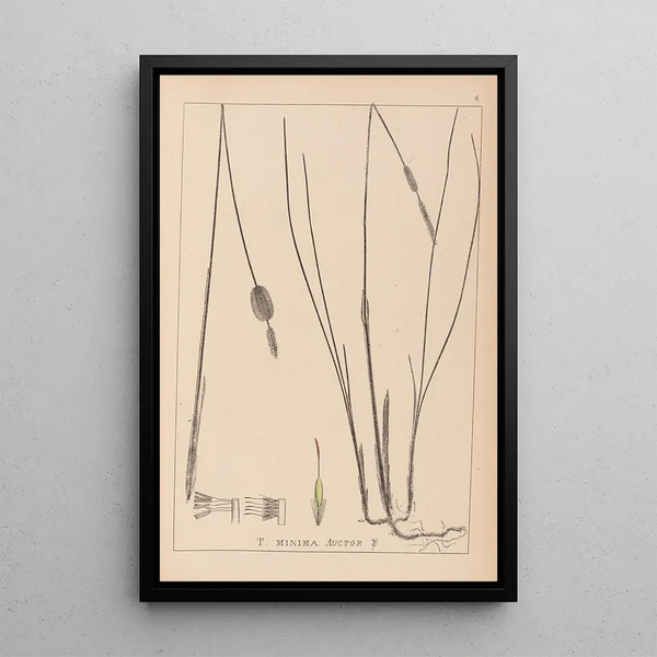 Louis Antoine Cusin - Herbier de la flore franaise Pl1116.webp