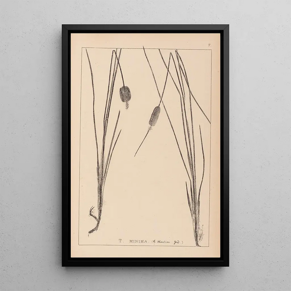 Louis Antoine Cusin - Herbier de la flore franaise Pl1117.webp
