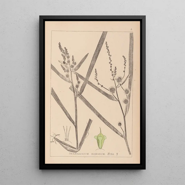 Louis Antoine Cusin - Herbier de la flore franaise Pl1118.webp