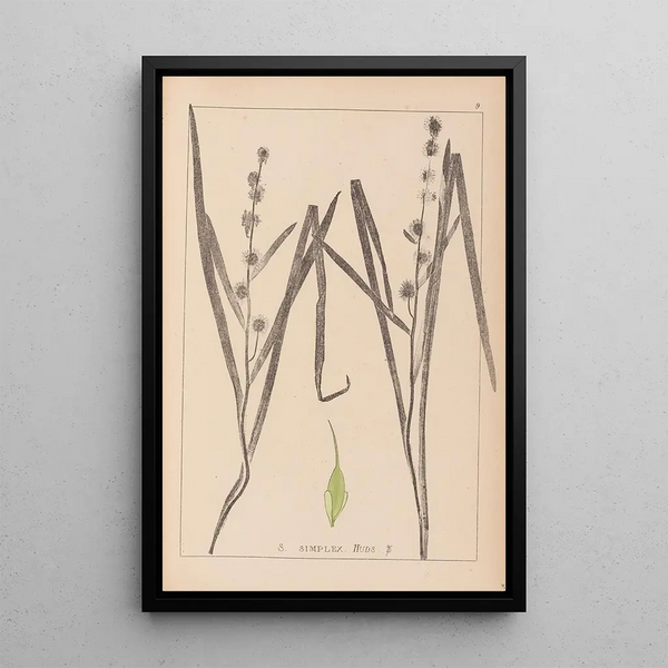 Louis Antoine Cusin - Herbier de la flore franaise Pl1119.webp