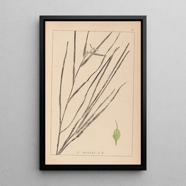 Louis Antoine Cusin - Herbier de la flore franaise Pl1120.webp