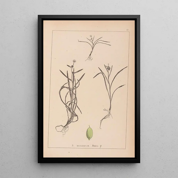 Louis Antoine Cusin - Herbier de la flore franaise Pl1121.webp