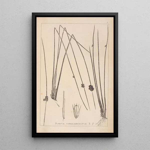 Louis Antoine Cusin - Herbier de la flore franaise Pl1122.webp