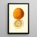 Citrus grandis Alamoen - Louis Charles Christopher Krieger — ingelijst kunstwerk aan de muur