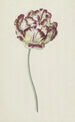 Tulip - Louis Moritz — weergave van het kunstwerk