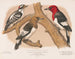 Pic chevelu rouge 1 Volwassene 2 Jongeren 3 Pruik met roodharige kop mannetje - Louis Prang Co — weergave van het kunstwerk