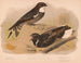 Een uil in de nacht, een nachtegaal - Louis Prang Co — weergave van het kunstwerk